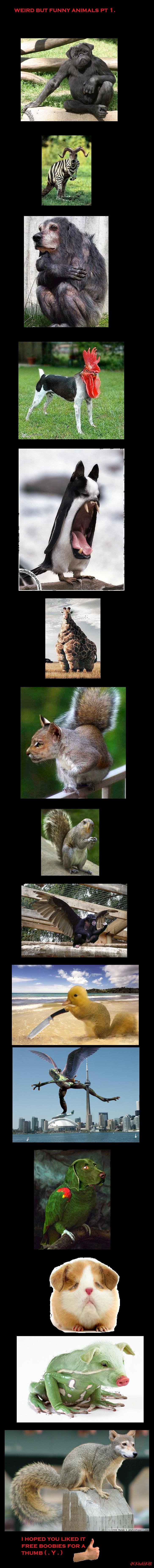 weird but funny animals pt 1.. &lt;a href=&quot;pictures/1215312/old+spice/&quot; target=blank&gt;www.funnyjunk.com/funny_pictures/1215312/old+spice/&lt;/a&gt;&