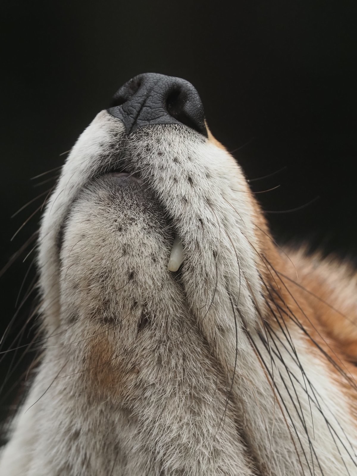 What a lovely snout. .. Foxes are adorable af. I think this is a fox at least. Comment edited at .
