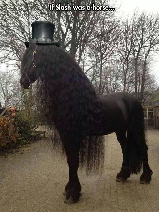 What Slash would look like. As a horse. SH was. That is one gloriously dapper horse; what breed is it? It looks very similar to the kind used in the LOTR trilogy.