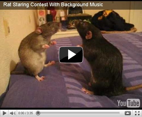 When you see it.. . Rat Staring Contest With Background Music. DAMN YOU! i fell for it xd