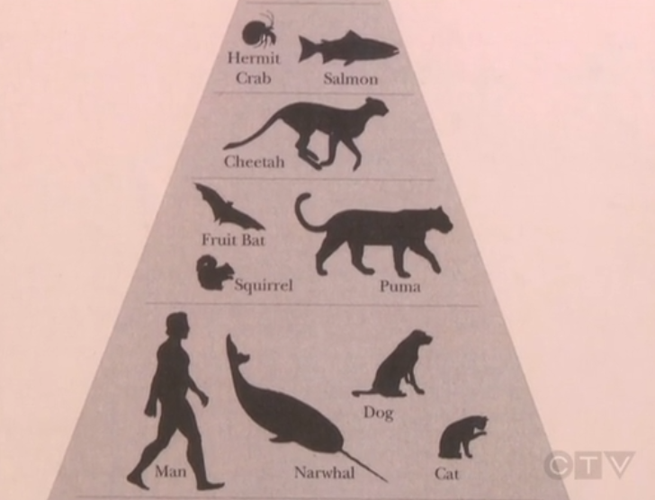 World's Most Intelligent Animals Chart