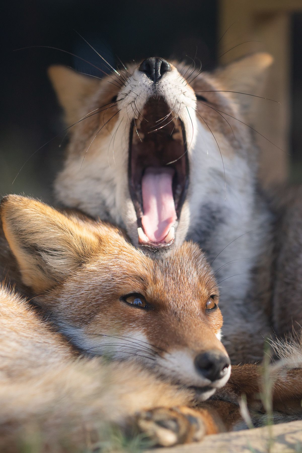 Yawn stack. .. the snooziest fox