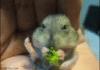 Hamster eating brocoli