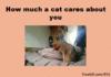 How much a cat cares about you