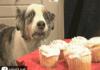 happens every time i eat a cupcake