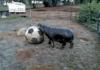 Hippo playin' ball