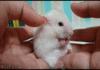 Hamster gets a fright!