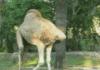 Headless Camel