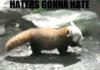 Haters Gone Hate