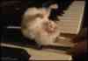 Hampster on Piano