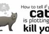How to tell if your cat is. . .