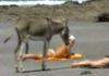 Horny Donkey On The Beach