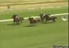 Horse race field crasher fail