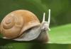 what snails dont show you