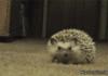 Hedgehog is ashamed