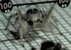weight lifter Spider