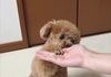 high 5 poodle