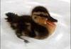 happy little duckling