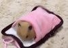 Hamster bed~