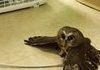 How to dry a moist Owlet