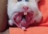 Hamster yawn