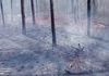 How fire can restore a forest in two months