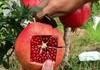 How to effectively slice a pomegranate