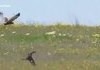 Hare fighting off hawk