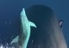 Hot outside? Cool off by watching this bow riding dolphin