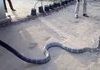 HydroHomie snake