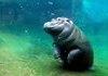 Hippo flip...