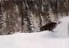 Huge moose plowing through snow at an incredible speed.