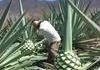 Agave. Where tequila comes from.