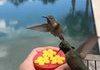 hummingbirds getting nectar
