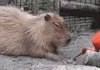 How to power down a capybara