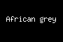 African grey