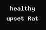 healthy upset Rat