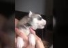 Husky  barks for the first time