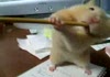 Hamster tries to eat pencil, fails.