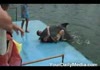 Horny Ass Dolphin