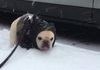 Hilarious dog in snow