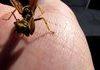 Half mantis and half wasp