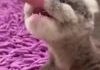 hurt dapper bite-sized Rat