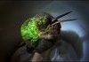Hummingbird Snoring