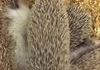 hedgehog cuddle ball