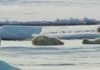 How Polar Bears Dry Off