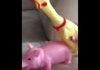 Horny chick riding pig