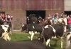 Happy Cows Dance After Seeing Grass For First Time Since Winter