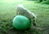 Horse playing with a ball.