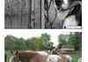 Horses Photobombing